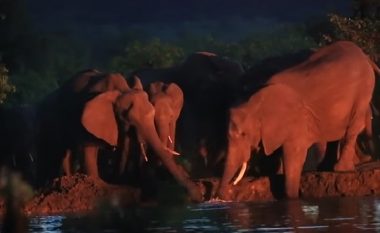 Tufa e elefantëve u angazhuan së bashku, për të nxjerrë të voglin që ra në lumë (Video)