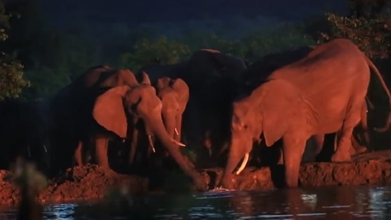 Tufa e elefantëve u angazhuan së bashku, për të nxjerrë të voglin që ra në lumë (Video)