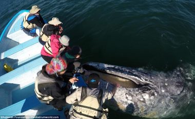 Turistët u afruan shumë me balenën gjigante më të madhe se barka tyre (Video)