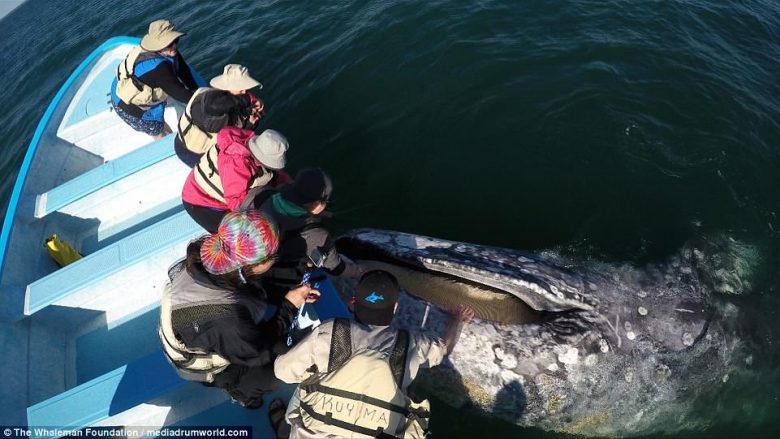 Turistët u afruan shumë me balenën gjigante më të madhe se barka tyre (Video)