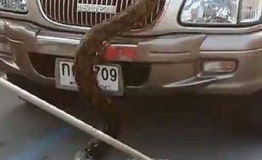 Udhëtonte për në punë, pa e ditur se në veturë i ka hyrë një gjarpër gjigant (Video)