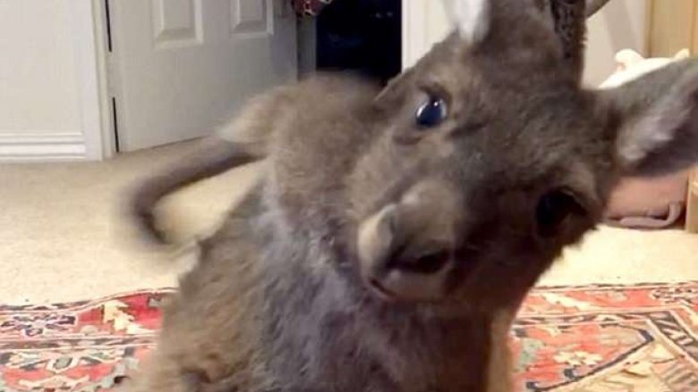 Veprimi qesharak i kangurit pasi lëshoi gazra (Video)