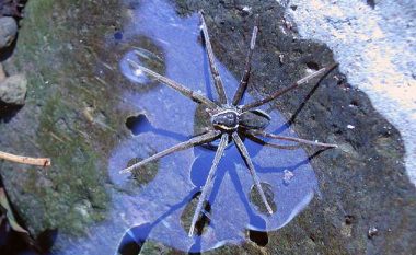 Zbulohen specie të reja merimangash që rrinë një orë nën ujë, mund të kapin peshq dhe bretkosa (Foto)