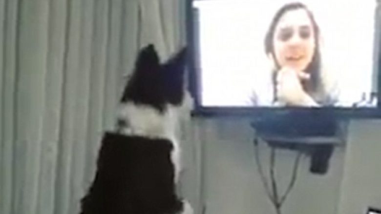 Reagimi i mahnitshëm i qenit pasi sheh pronaren që nuk e kishte parë për nëntë muaj (Video)