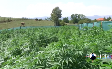 Llapjanët kultivojnë drogën në “bahçe” dhe e terin në tavan (Video)