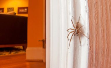 A duhet të vrasim merimangat në shtëpitë tona? Një entomolog thotë “JO” dhe shpjegon pse!