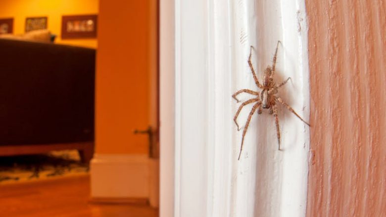 ​Pse nuk duhet t’i mbytni merimangat në shtëpinë tuaj?