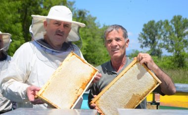 Hapet sezoni i vjeljes së mjaltit në Llap