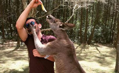 Përse kangurët sulmojnë masivisht turistët?