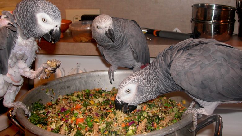 A bën ta ushqeni zogun tuaj me ushqimin e njerëzve?