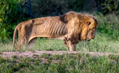 Luani i cili e humbi krenarinë e tij – ai po vdes nga uria pasi u përzu nga familja e tij (Foto)
