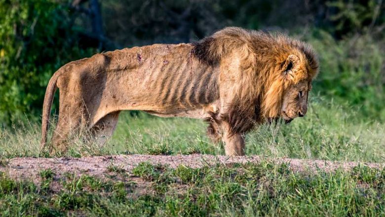 Luani i cili e humbi krenarinë e tij – ai po vdes nga uria pasi u përzu nga familja e tij (Foto)