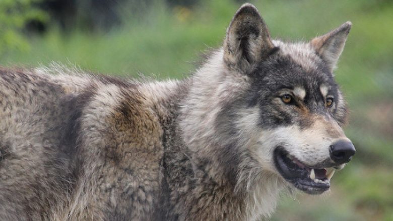 Një ujk fotografohet “para derës së shtëpisë” - në një zonë të banuar të Cyrihut (Foto)