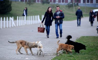 Nesër nis kontrolli i qenve endacak