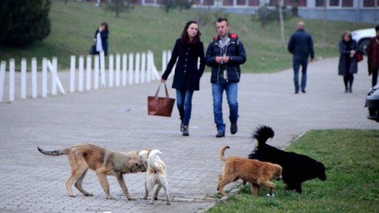 Nesër nis kontrolli i qenve endacak