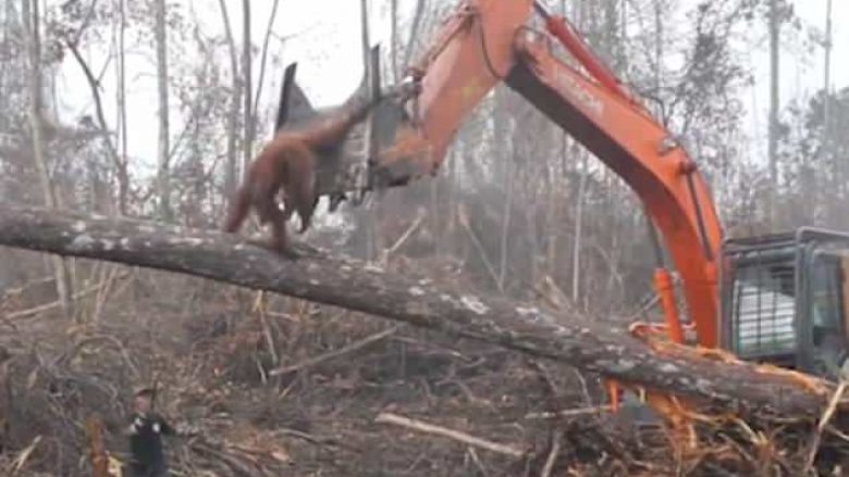 Buldozeri pastron malin e prerë, orangutani mundohet ta ndalë që mos t’ia shkatërrojë “shtëpinë” ku është rritur (Video)