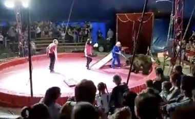 Ariu sulmon kujdestarin gjatë shfaqjes në cirk, tmerrohen shikuesit rusë (Video, +16)