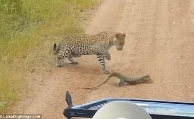 Beteja e ashpër për jetë e vdekje, i vogli i leopardit mbyt hardhucën (Video, +16)