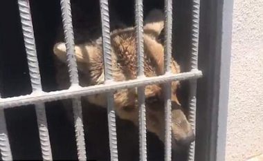 Shpëtohen arinjtë që për vite të tëra kishin qëndruar të mbyllur në kafaze, pa parë diellin me sy (Video)