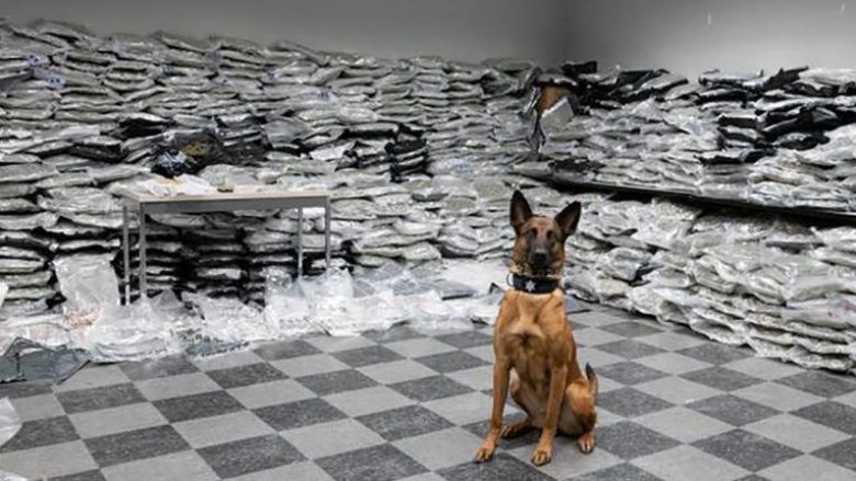 Qeni ia lehtëson punën policisë së Çikagos, nuhatë marihuanën e fshehur që kapë vlerën e 10 milionë dollarëve (Foto)