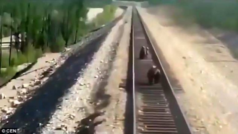 Duke i shpëtuar të vegjlit nga treni, ariu shtypet për vdekje (Video, +18)