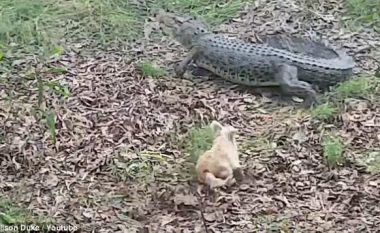 U bë i famshëm duke ndjekur krokodilët, qeni pas nëntë viteve e pëson pikërisht nga një reptil (Video)