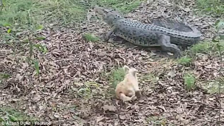 U bë i famshëm duke ndjekur krokodilët, qeni pas nëntë viteve e pëson pikërisht nga një reptil (Video)