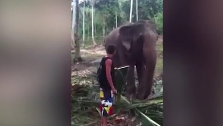 Elefanti e godet me hundë turistin, e përplas në tokë (Video)