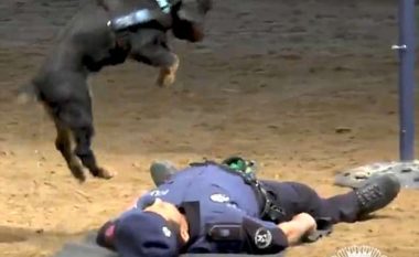 Polici spanjoll simulon situatën kur humb vetëdijen dhe rrëzohet në tokë, qeni i bën masazh në zemër dhe e dëgjon nëse po merr frymë (Video)