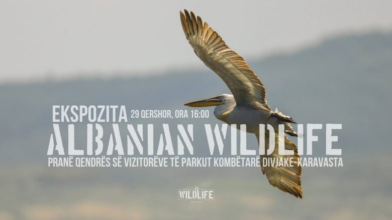 Ekspozita “Albanian Wildlife”, në promovim të faunës së trojeve shqiptare