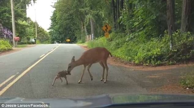The doe saved the little deer, which stopped scared in the middle of