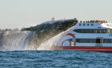Fotografi me fat e kapi momentin kur balena e rëndë 20 tonelata, kërceu dhe doli tërësisht nga uji (Foto)