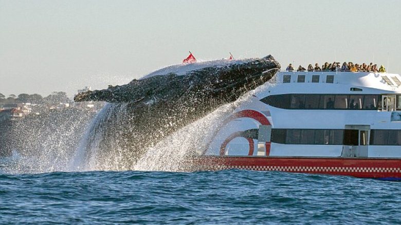 Fotografi me fat e kapi momentin kur balena e rëndë 20 tonelata, kërceu dhe doli tërësisht nga uji (Foto)