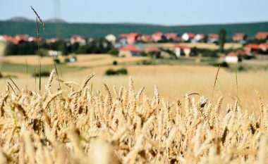 Pritet rritje e prodhimit të grurit në Maqedoni
