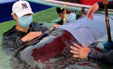 Imazhet shqetësuese tregojnë 80 qeset plastike, që u nxorën prej një balene të ngordhur (Foto)