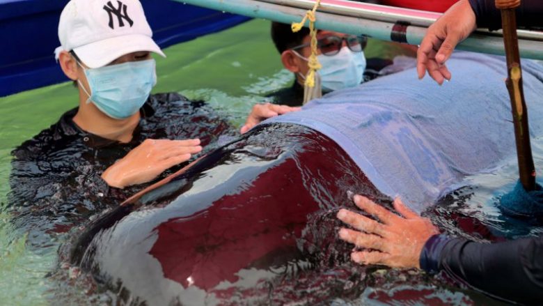 Imazhet shqetësuese tregojnë 80 qeset plastike, që u nxorën prej një balene të ngordhur (Foto)