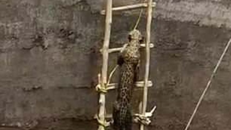 Leopardin që ra në pusin e thellë, e ndihmuan të dilte nëpërmjet shkallëve të drurit (Video)