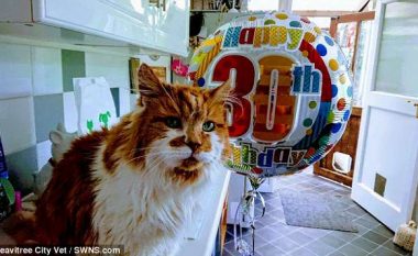 Macja më e vjetër në botë feston ditëlindjen e 30-të (Foto)