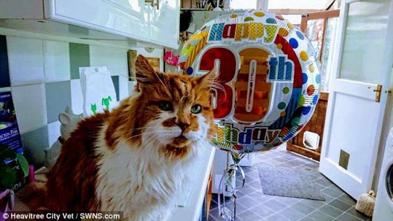 Macja më e vjetër në botë feston ditëlindjen e 30-të (Foto)