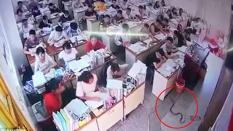 Nxënësit kërcyen nga bankat, të frikësuar prej gjarprit që u hyri në klasë (Video)