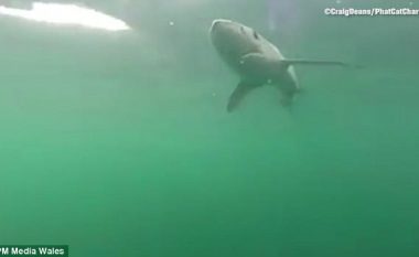 Peshkaqenin gjigant, që e zuri me vështirësi, e lëshoi sërish të lirë në det (Video)