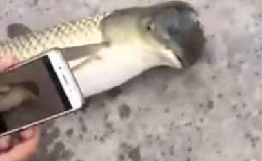 Peshku misterioz me ‘kokë zogu’ habit njohësit e gjallesave ujore (Video)