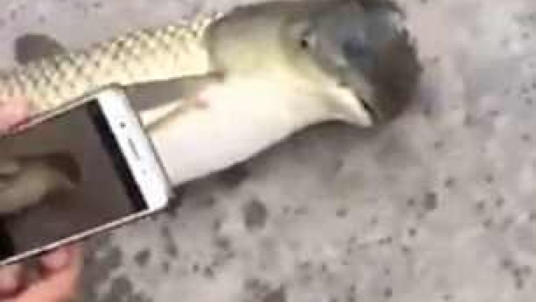 Peshku misterioz me ‘kokë zogu’ habit njohësit e gjallesave ujore (Video)