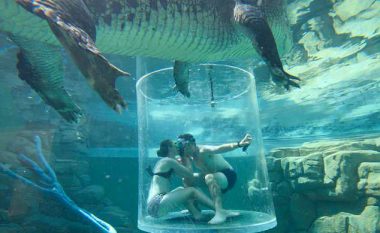 Propozimi në pishinën me krokodilë, gati shkoi keq – por, jo shkaku i aligatorëve gjigant (Foto)