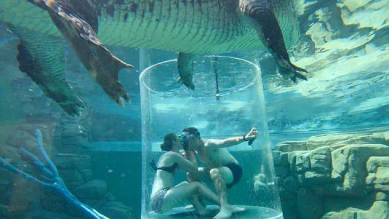 Propozimi në pishinën me krokodilë, gati shkoi keq – por, jo shkaku i aligatorëve gjigant (Foto)