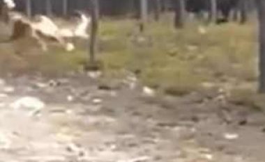 Qeni që po shëtiste në pjesën malore, u ndjek prej një krijese të çuditshme (Video)