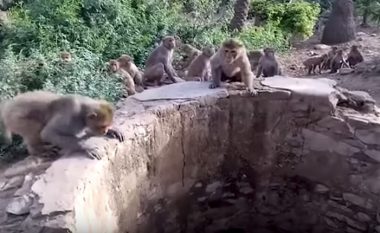 Leopardi bie në pus, majmunët bëhen sebep që ai të shpëtojë nga mbytja (Video)