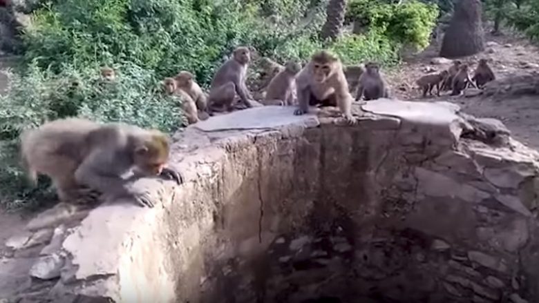 Leopardi bie në pus, majmunët bëhen sebep që ai të shpëtojë nga mbytja (Video)