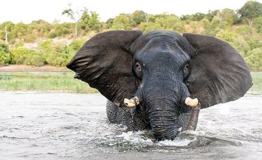 Turistët mund ta pësonin keq, pasi iu afruan elefantit më shumë se që duhet (Video)