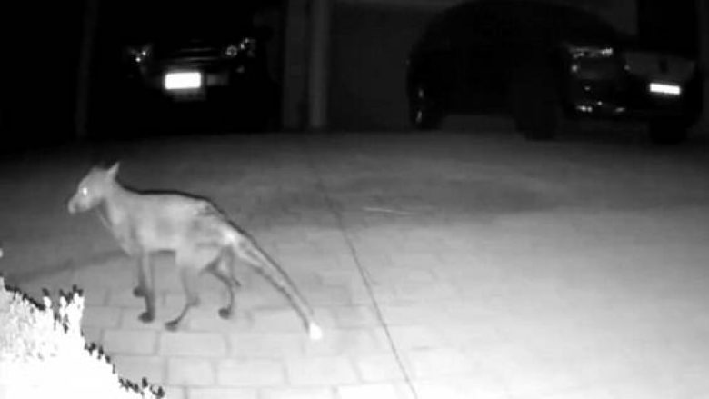 Kafsha misterioze filmohet duke ecur nëpër oborrin e një shtëpie, pronari pyet: A e dini se çfarë është? (Foto/Video)